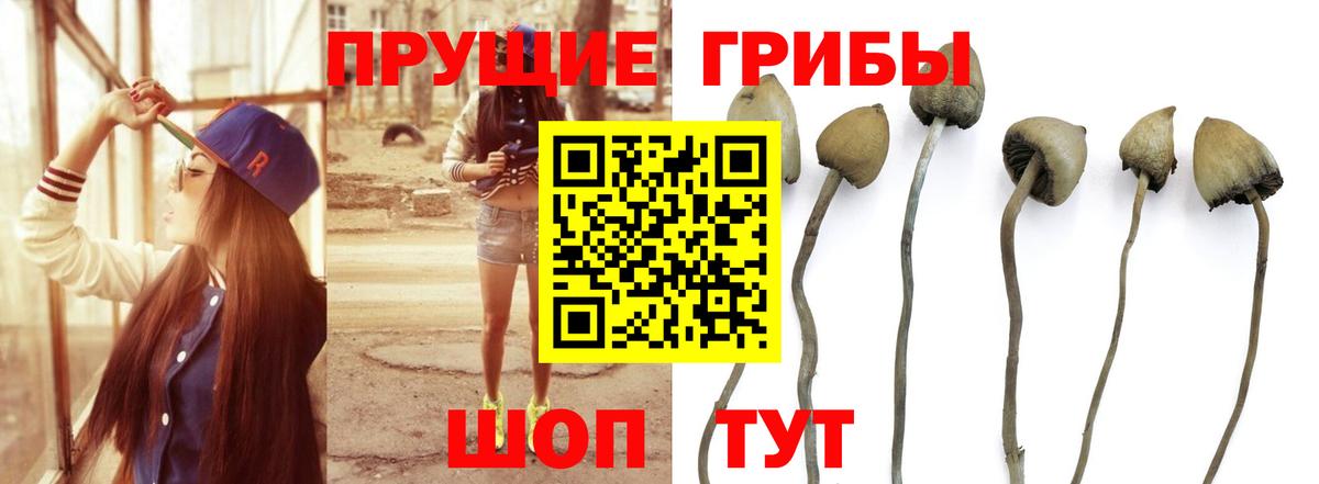 Галлюциногенные грибы GOLDEN TEACHER Усть-Джегута